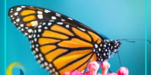 Registran por primera vez huevecillos de mariposa monarca en Cozumel