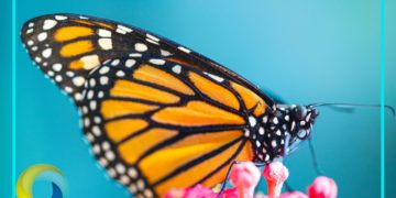 Registran por primera vez huevecillos de mariposa monarca en Cozumel