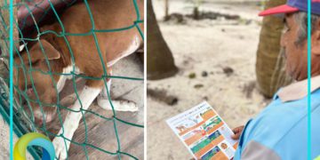 Tras ataque de jaguar a dos perros en Mahahual, llaman a proteger a animales domésticos