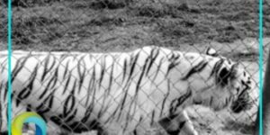 Aseguran en cateo a un tigre de bengala en Coatzintla, Veracruz