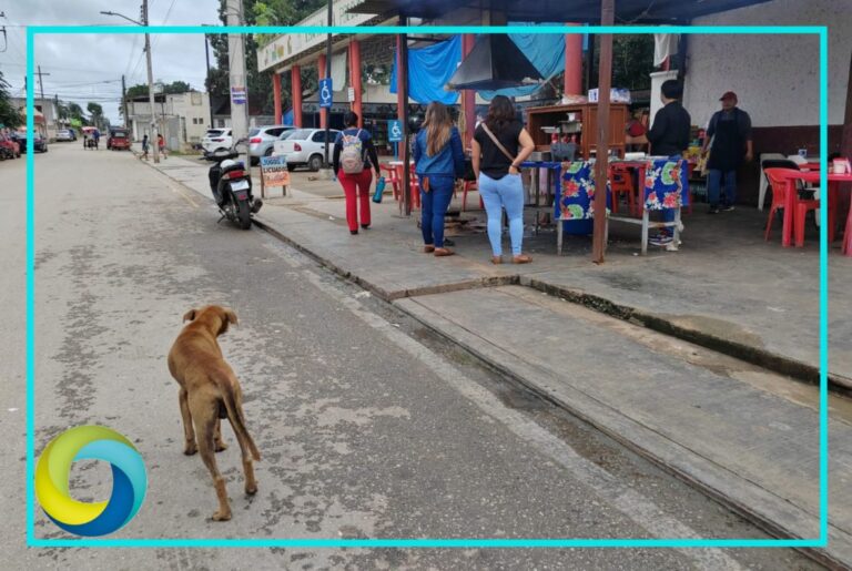 Envenenan perros en dos colonias de la Zona Maya