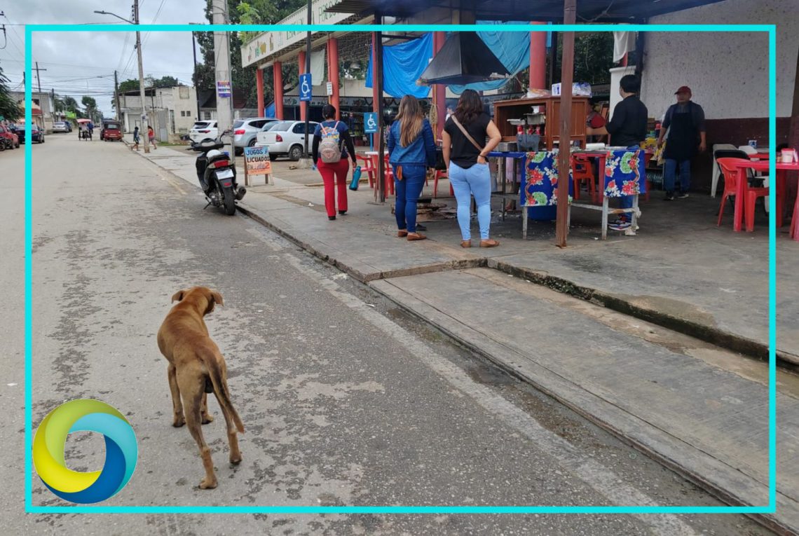 Envenenan perros en dos colonias de la Zona Maya