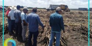 Plaga y cierre de mercado estadounidense golpea a cañeros