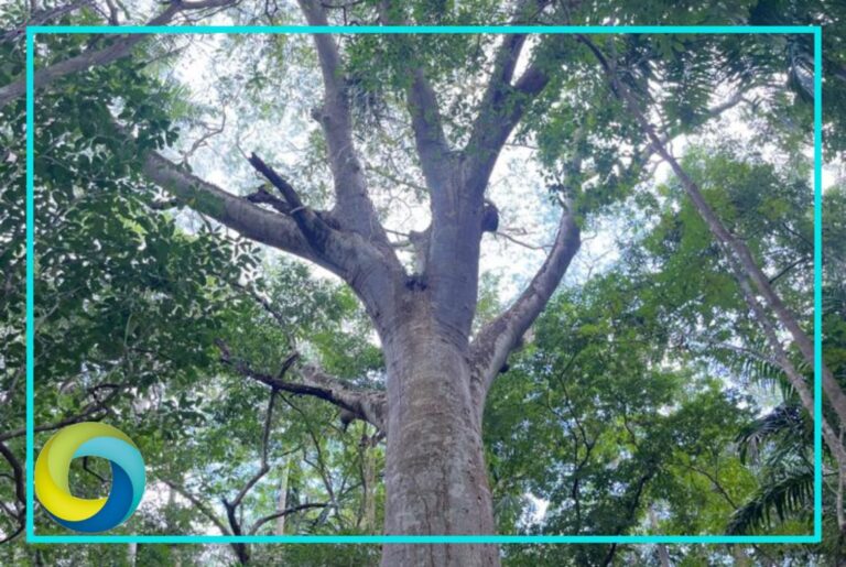 Convoca SEMA a postular Árboles Históricos y Notables en Quintana Roo