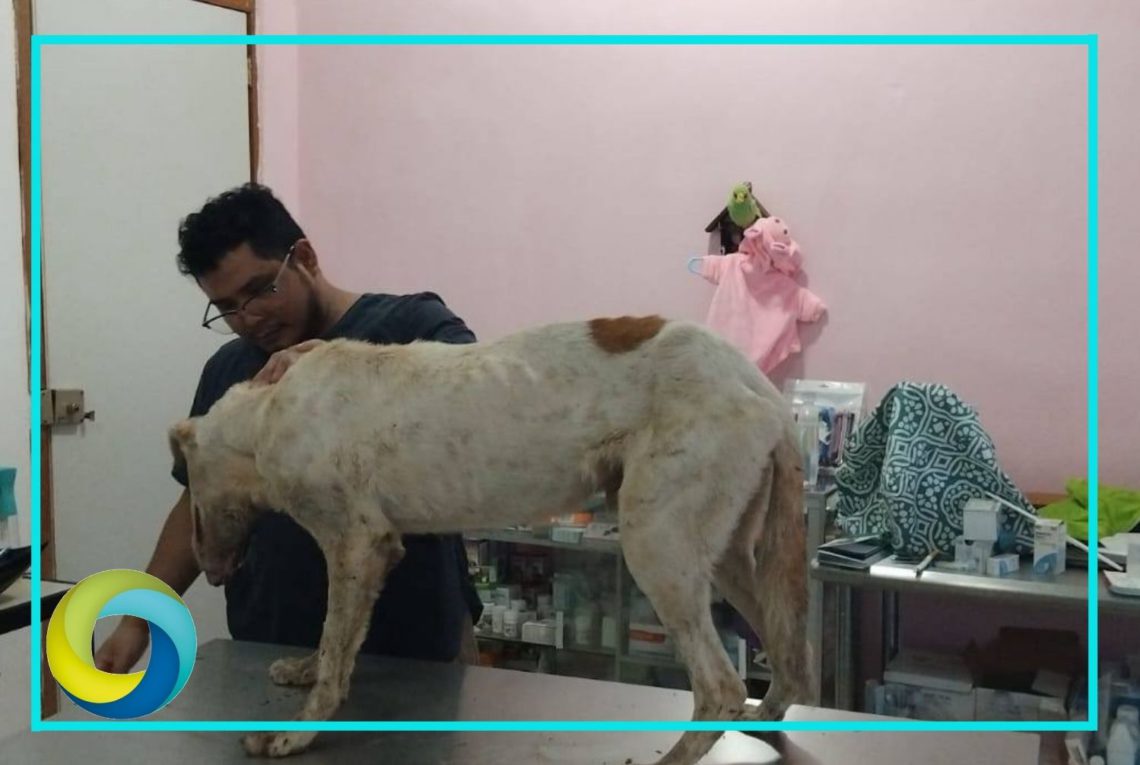 Causa alarma perro infectado con gusano barrenador en la Zona Maya