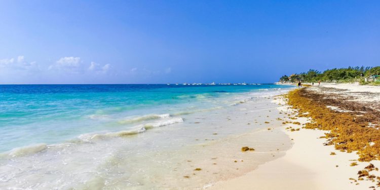 Descartan hoteles de Playa del Carmen afectación por frío, aunque sí preocupa el sargazo
