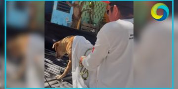Investiga Fiscalía caso de violación de perro en Playa del Carmen
