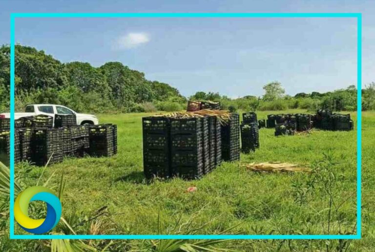 Roban a la Marina 22 toneladas de mango en Chiapas; Anticorrupción la acusa de descuido