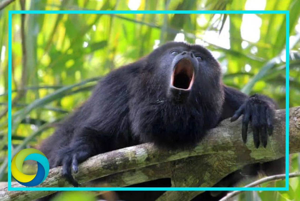 Mono aullador muere por gusano barrenador en Chiapas; Semarnat confirma caso