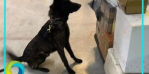 Aseguran en el AICM un kilo de fentanilo con valor de 20 millones de dólares