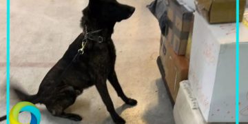 Aseguran en el AICM un kilo de fentanilo con valor de 20 millones de dólares