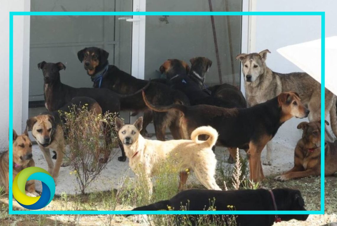 Gobierno de CDMX amplía albergue para 454 de los más de 850 perros desalojados de refugio